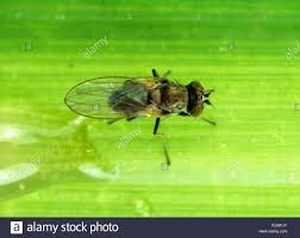 uploads/images/pest/paddy maggot.jpg